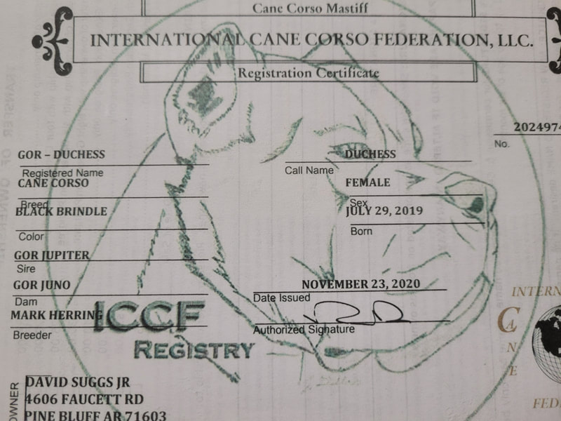 Iccf registered shop